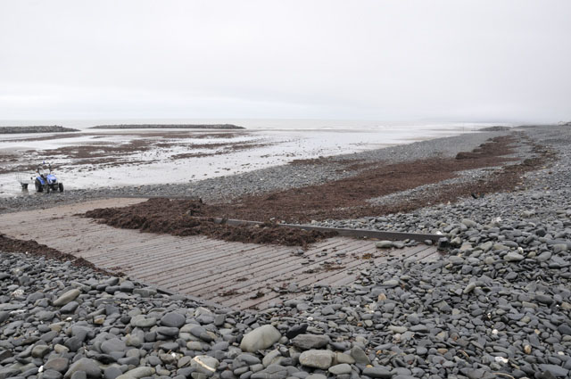 seaweed at Borth