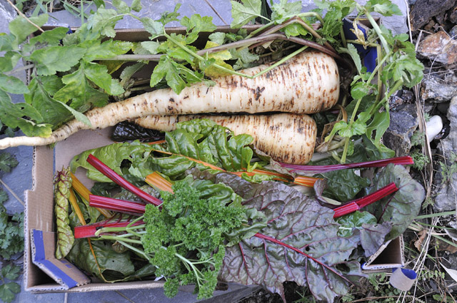 early December mixed produce