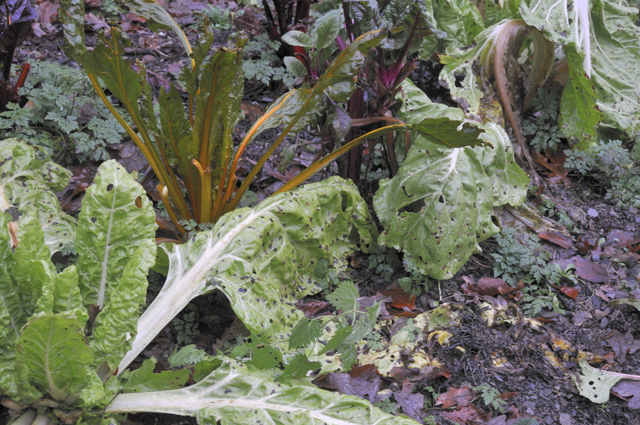 chard