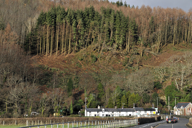clearfell