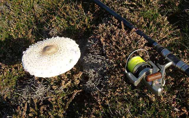 Parasol Mushroom