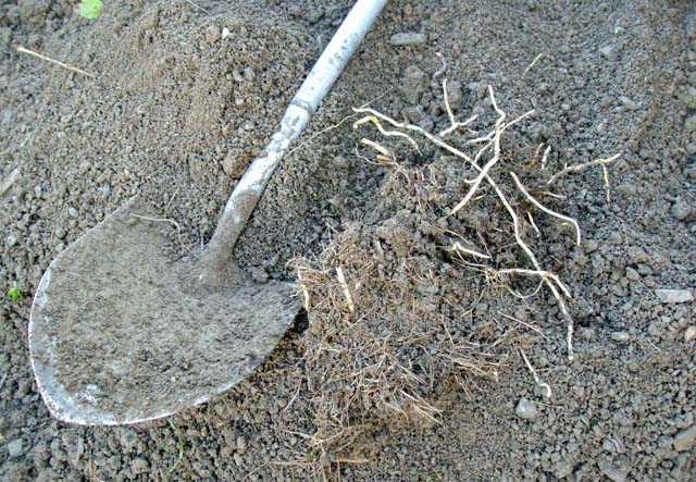 Bindweed roots