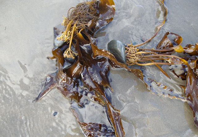 Kelp with holdfasts