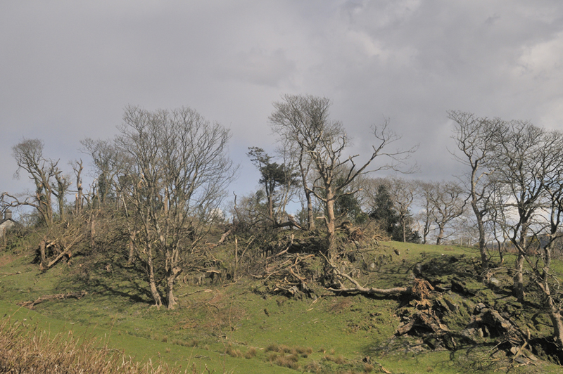cyclonic tree-throw