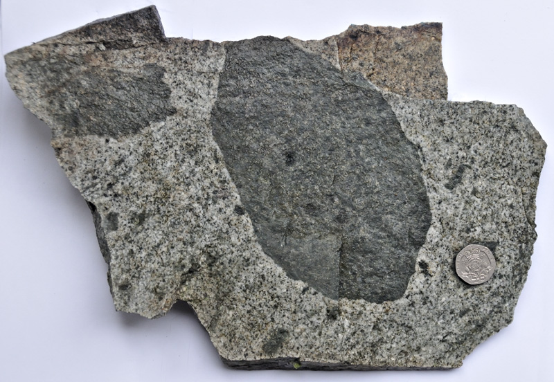 xenolithic facies