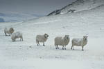 welsh sheep - Dylife