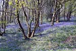 bluebell woods - Pennal