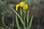 Yellow Flag Iris, Ynyslas