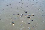 Clams washed ashore after a storm, Borth Beach