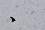 Red kite flying through driving snow