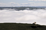 Sea-fog over Dyfi Estuary from above Aberdyfi