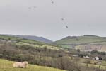 Sheep and flocking kites