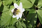 Honeybee and Wood Anemone