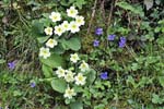Primrose and violets