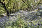The famous Bluebell Wood near Pennal
