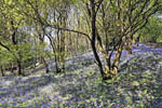 The famous Bluebell Wood near Pennal