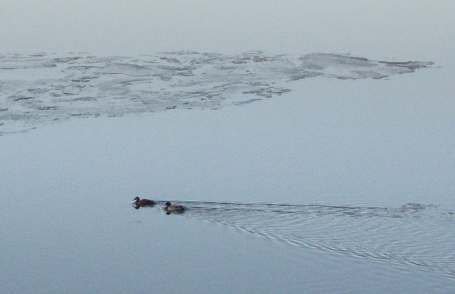 Ice-floes at Glandyfi