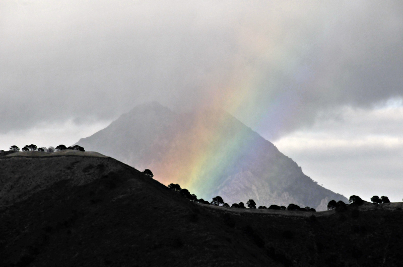 Lucero rainbow