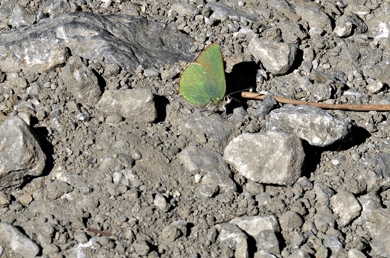 Green Hairstreak