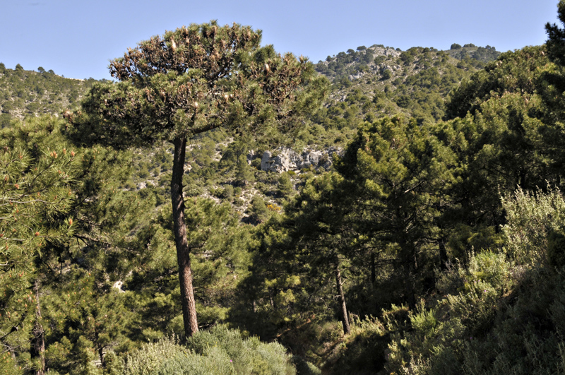 pine processionary damage