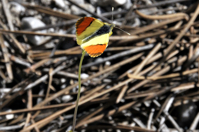 Moroccan orange-tip