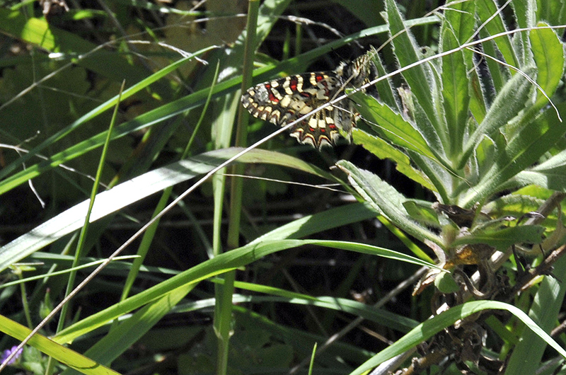 Spanish Festoon