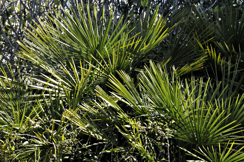 dwarf fan palm