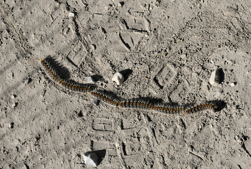 pine processionary caterpillars