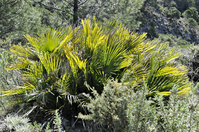 dwarf fan-palm