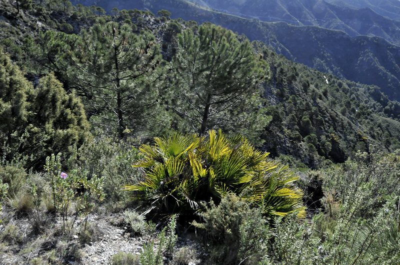 dwarf fan-palm