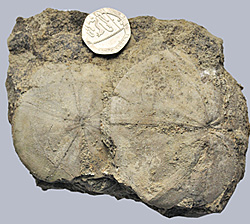 Middle Jurassic sea-urchin
        fossils from Tonfanau.