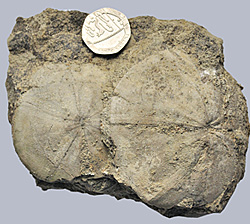 Middle Jurassic sea-urchin
        fossils from Tonfanau.