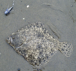 A fine turbot from the Cardigan Bay coast