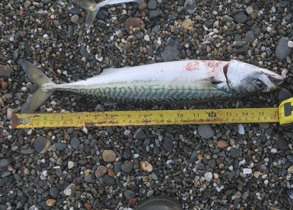 big mackerel