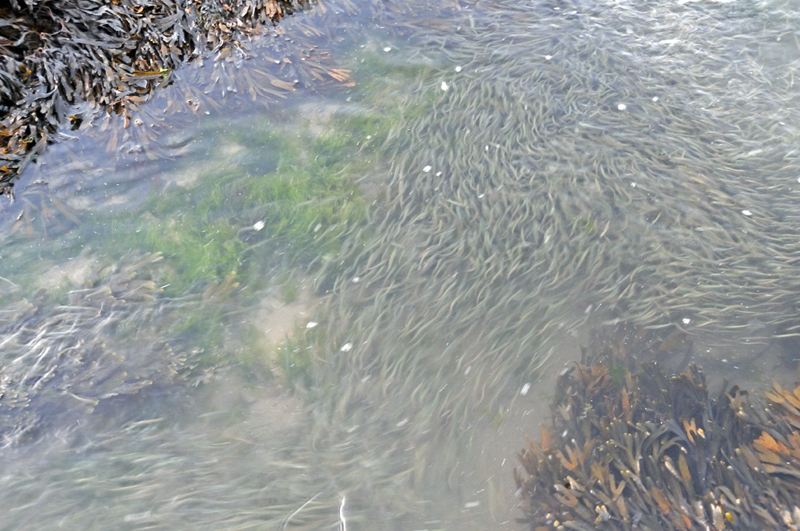 mackerel carnage