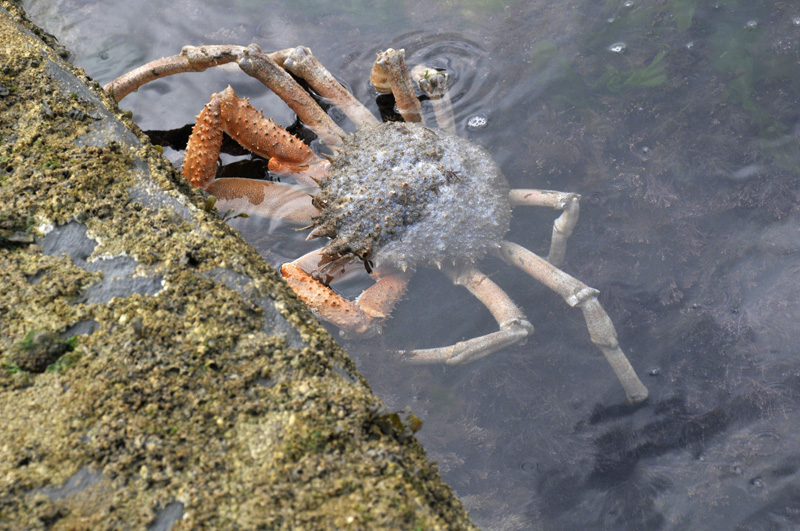 large spider crab