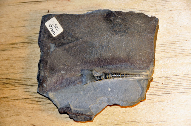 Pyritised orthocone, Cwmere Formation