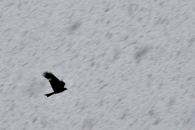 kites in snowstorm