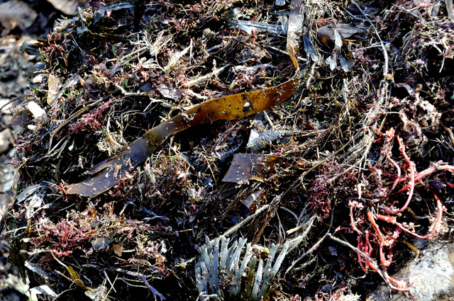 Gathering seaweed at Borth