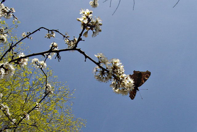 Peacock butterfly and hawthorn blossom