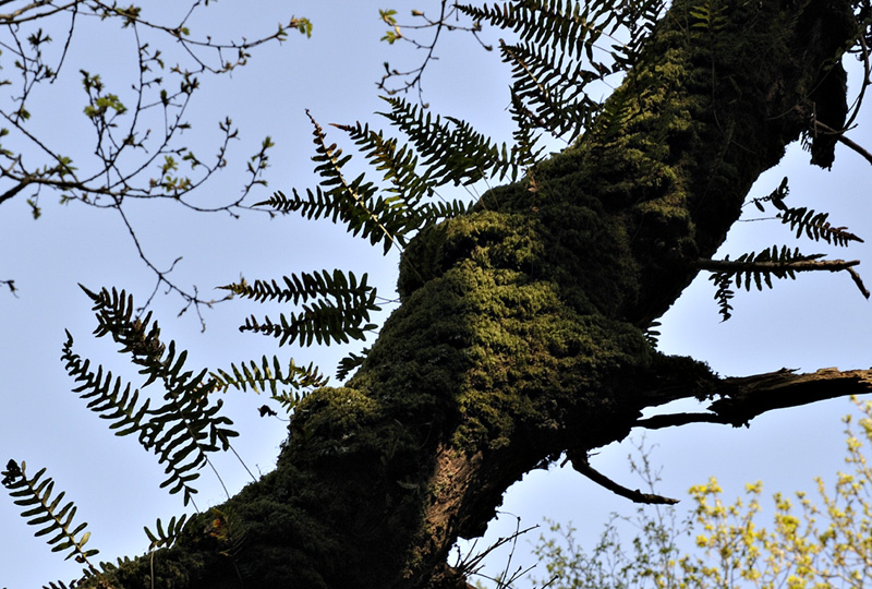 epiphyte ferns