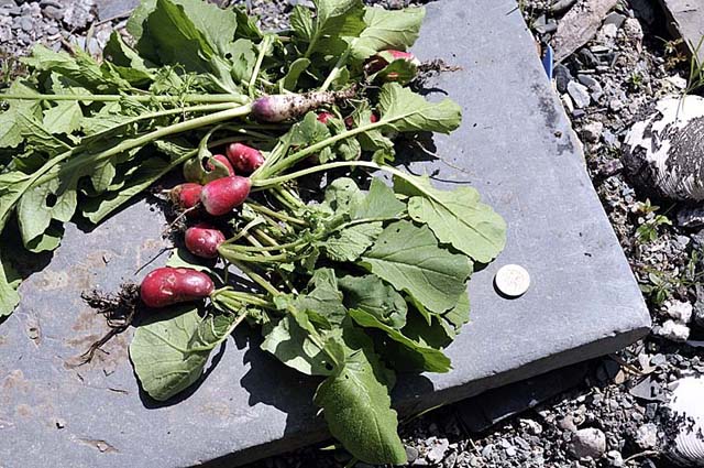 radishes - first produce