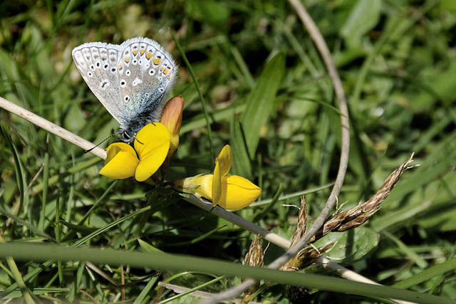 Common Blue butterfly, Ynyslas
