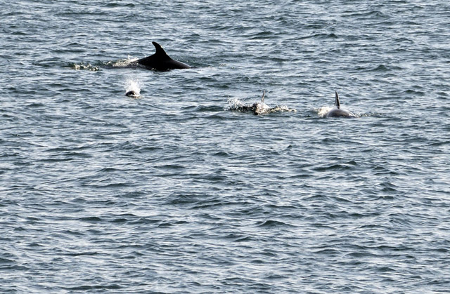 Dolphins near Aberdaron