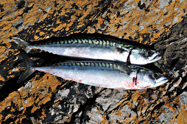 First mackerel of 2011