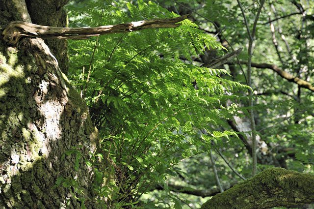 Epiphyte fern on oak