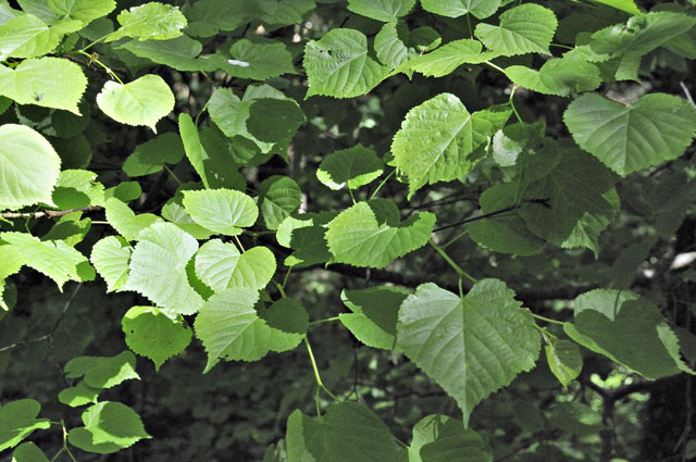 small-leaved lime