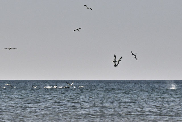 Gannets off Borth