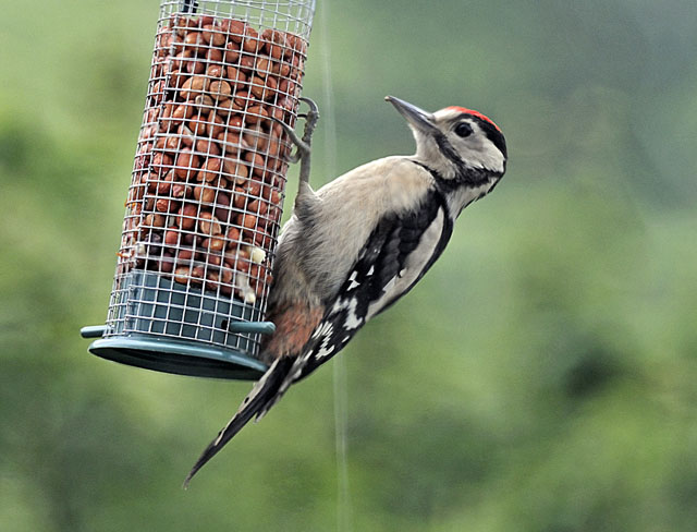 greater-spotted
                woodpecker