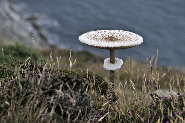 Parasol mushroom on clifftops